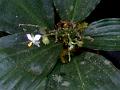 Oval-Leaf Dayflower
